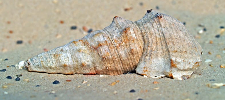 Shell