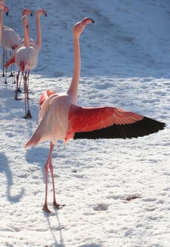 Flamingo 2