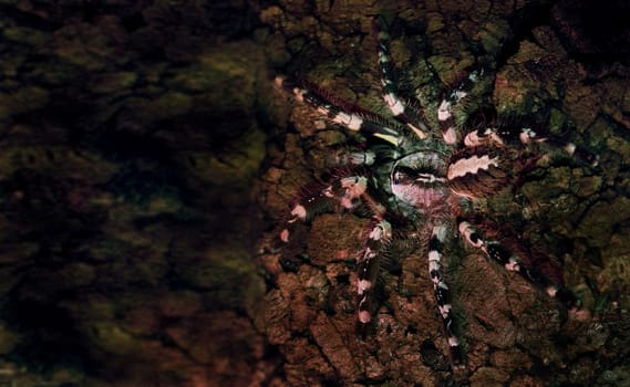 Poecilotheria regalis