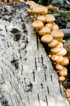 Autumn mushrooms