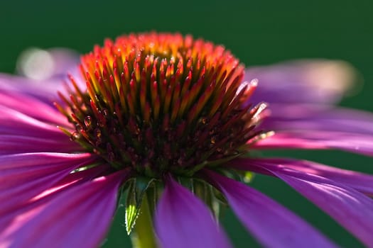 Echinacea
