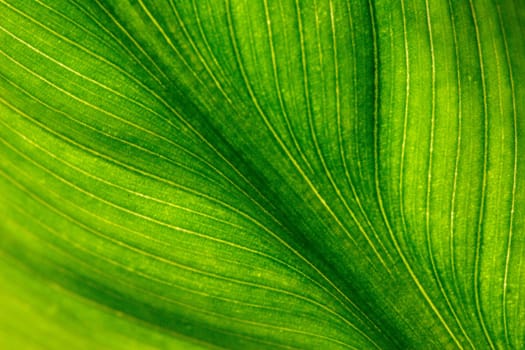 Green Wave