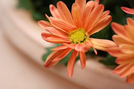 Autumn aster