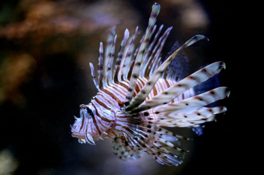 Lionfish