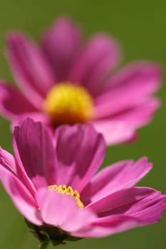 Cosmea