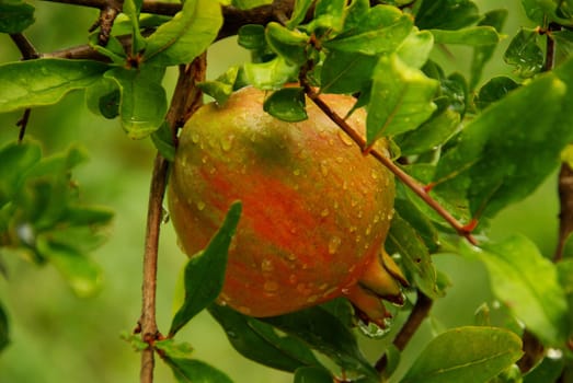 Pomegranate 01