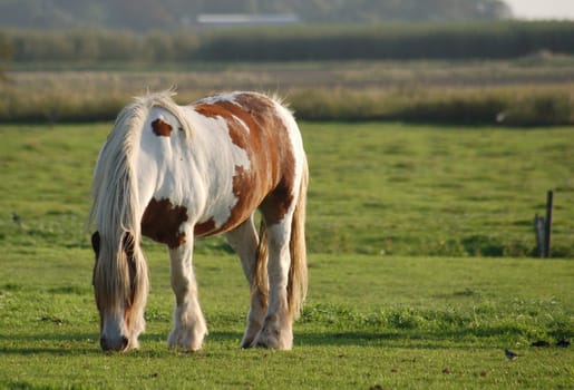 Pony