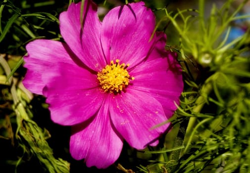 Cosmos