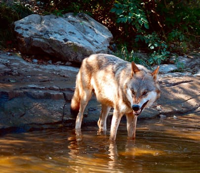 WOLF 1