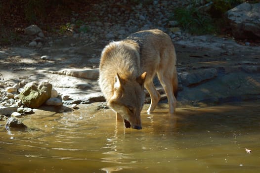 Wolf 5