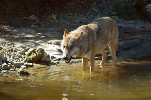 Wolf 7
