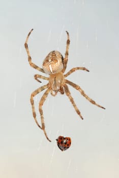 Spider with prey