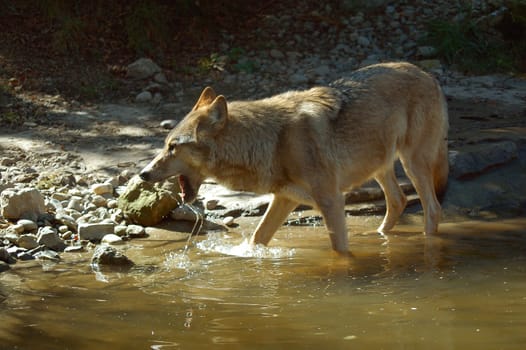 Wolf 8