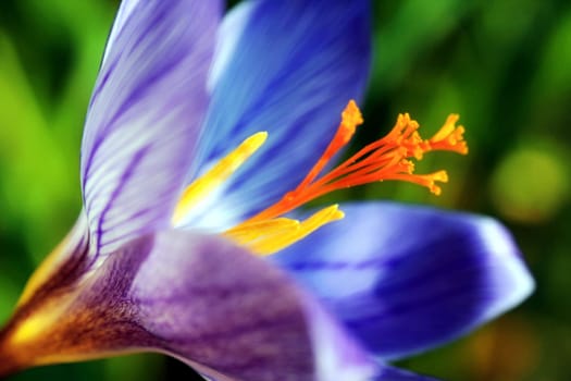 Crocus