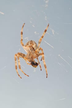 Spider eating