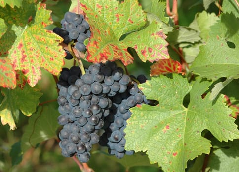 Black Riesling Pinot Meunier