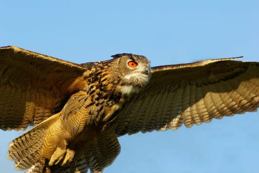 Fly
