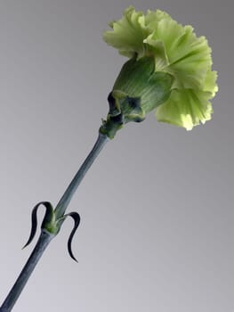 Carnation