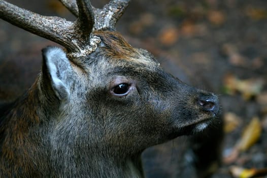 SIKA DEER