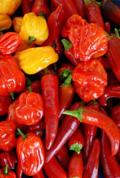 Types of chili peppers