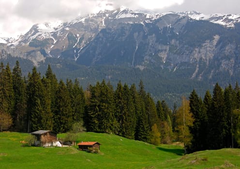 Spring on the mountain pasture