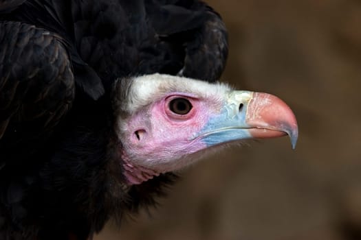 Vulture