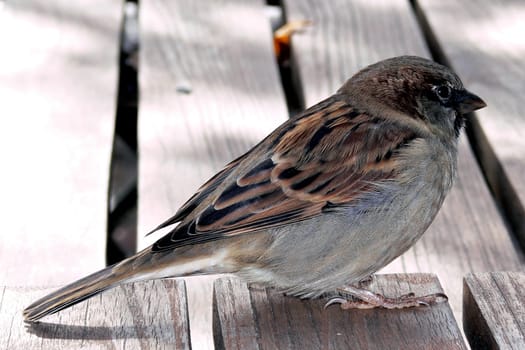 The Sparrow