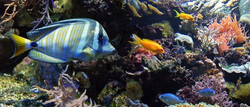 Coral panorama