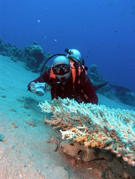 Diver and pufferfish under table coral