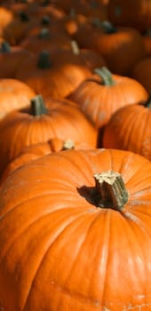 Pumpkin