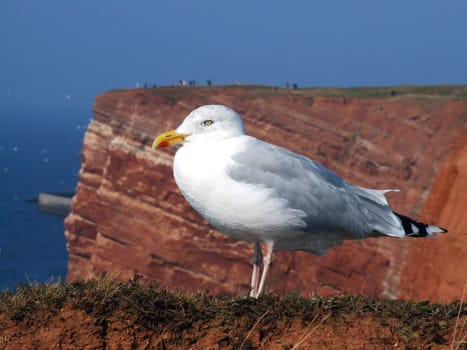 Herring gull