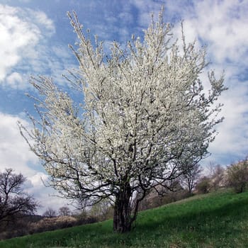 Apple tree