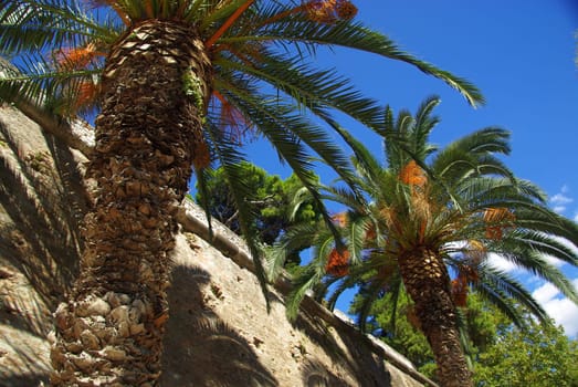 Canarian Date Palm 02