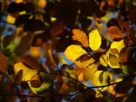 Foliage coloration