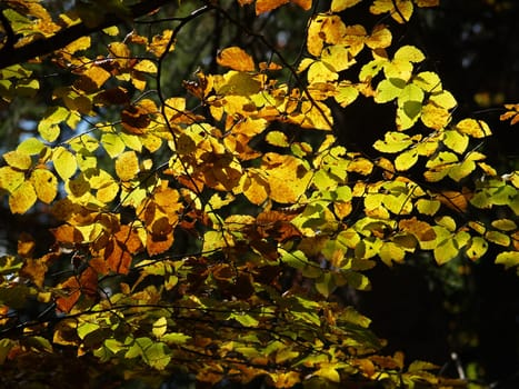 Foliage coloration