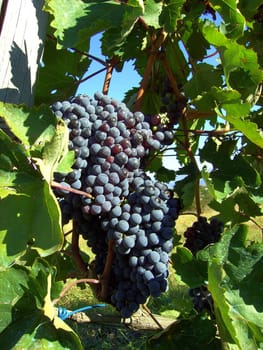 Wine 06