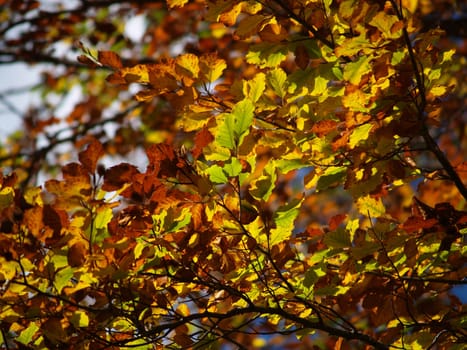 Autumn