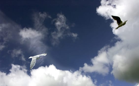Seagull flight