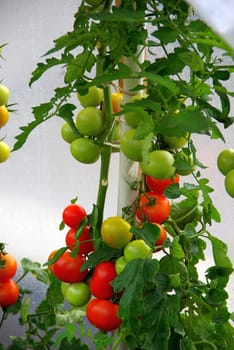 Tomato Plant 08