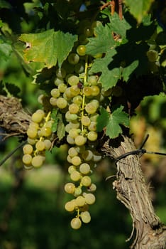 Wine 03