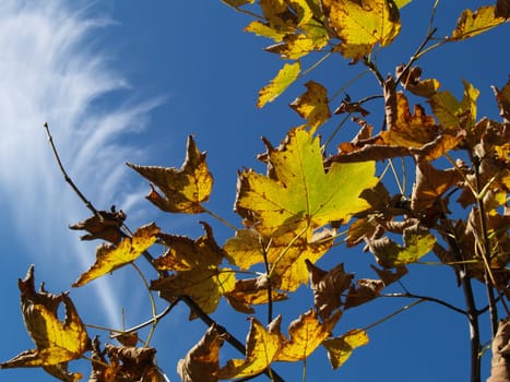 Foliage coloration