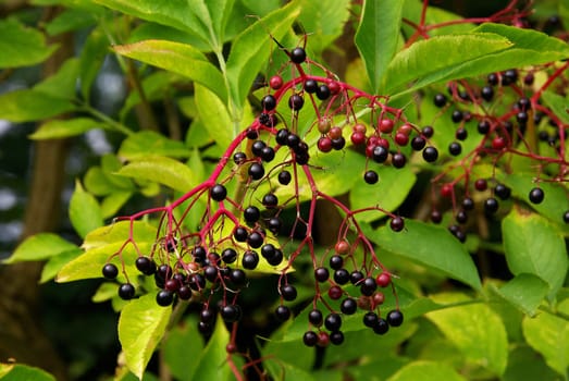 Elderberry 03