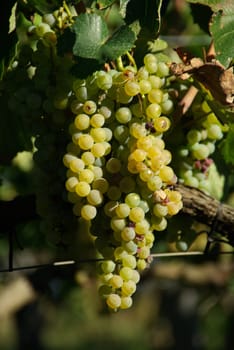 Wine 01