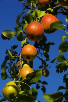 Pear 01