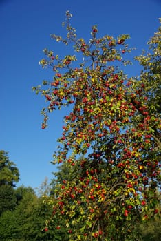 Apple 05