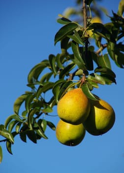 Pear 05