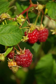 Raspberry 05