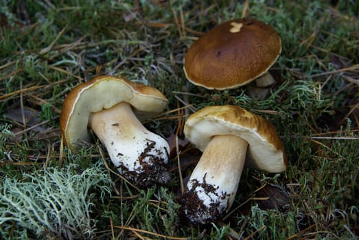 Porcini mushroom 09