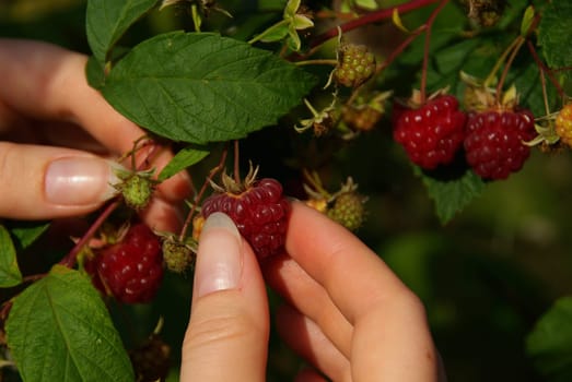 Raspberry 01