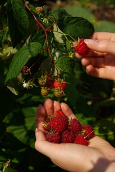 Raspberry 12